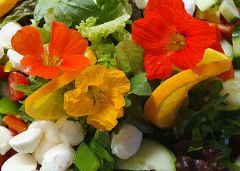 Mein alternativer Text